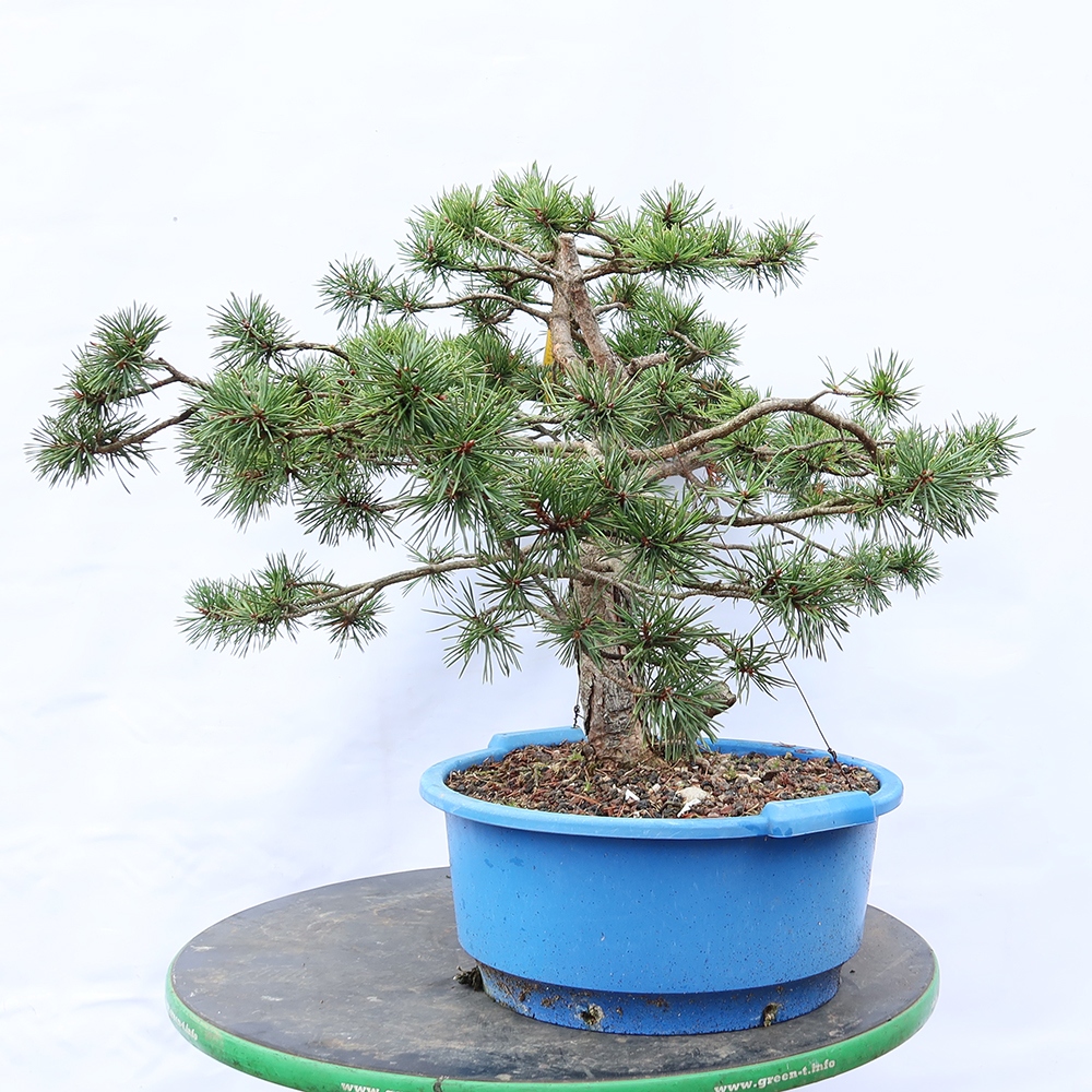 Pinus sylvestris Španělsko - borovice lesní