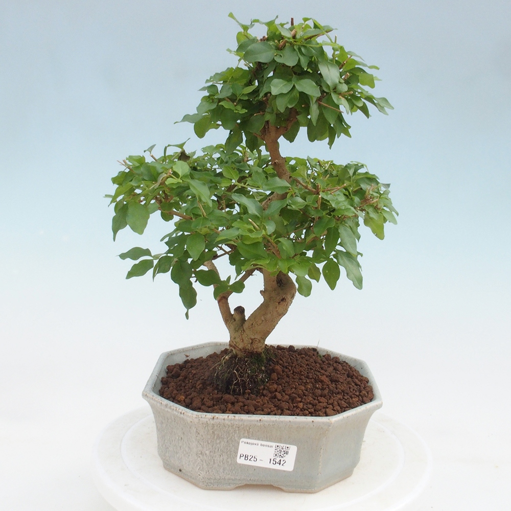 Pokojová bonsai -Ligustrum chinensis - Ptačí zob