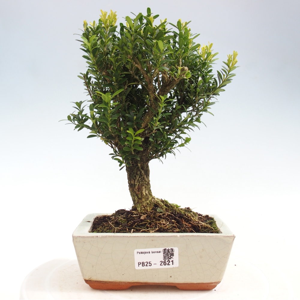 Pokojová bonsai - Buxus harlandii -korkový buxus