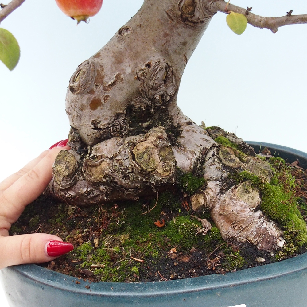 Venkovní bonsai -Malus halliana - Maloplodá jabloň
