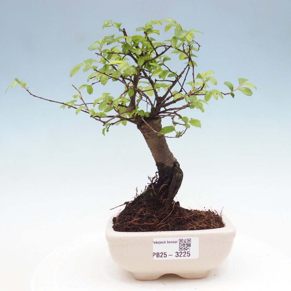 Pokojová bonsai - Ulmus parvifolia - Malolistý jilm
