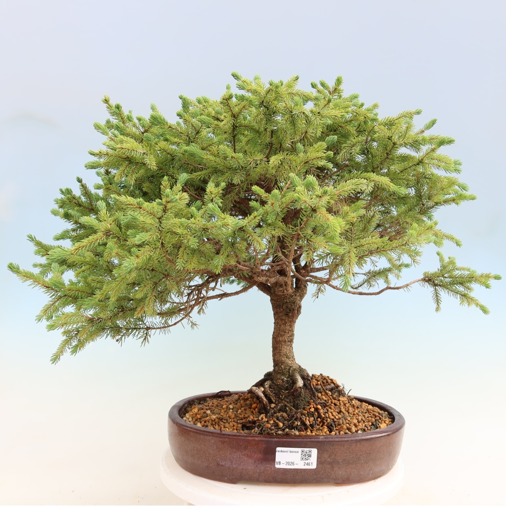 Venkovní bonsai - Picea glauca Echiniformis – Smrk sivý