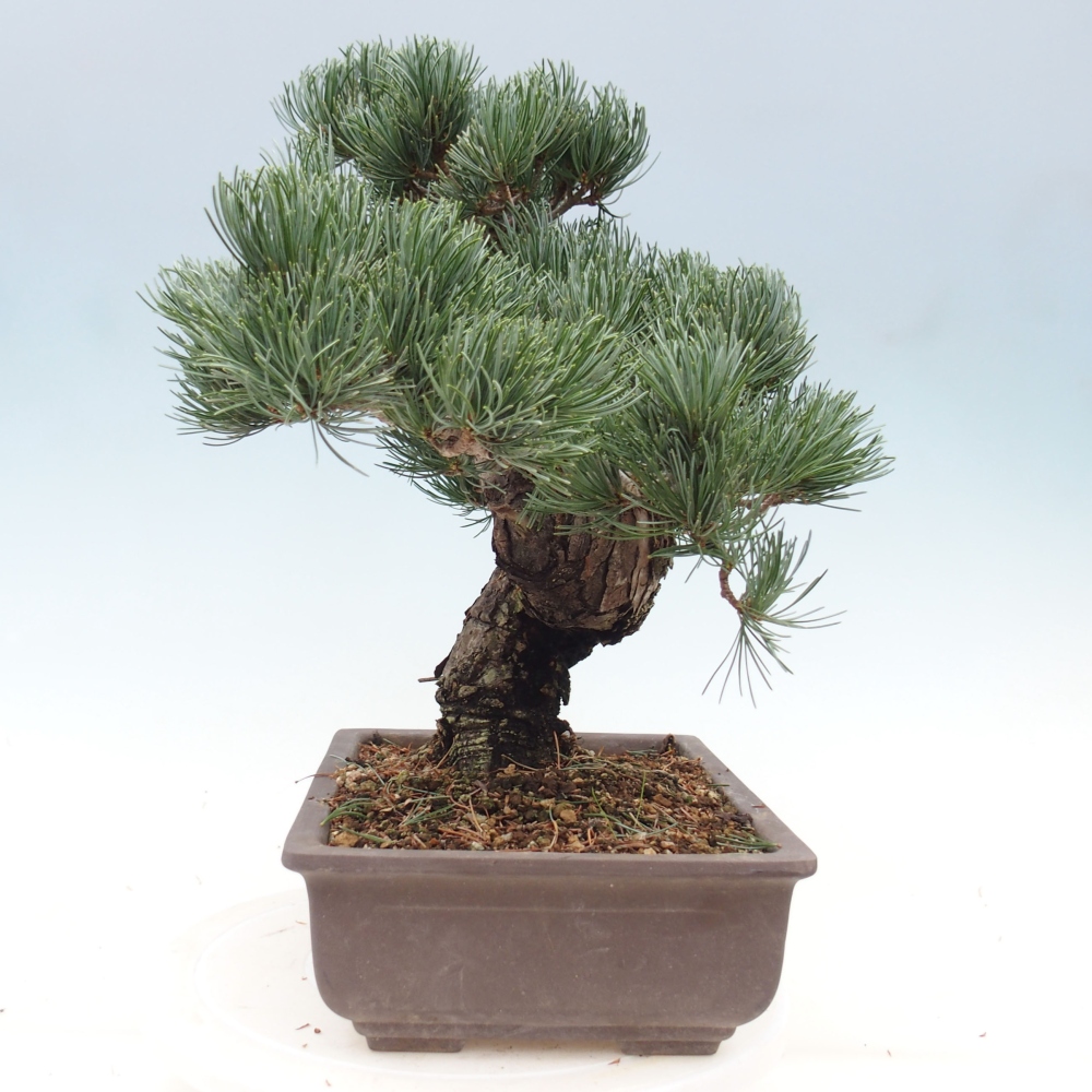 Venkovní bonsai - Pinus parviflora - Borovice drobnokvětá