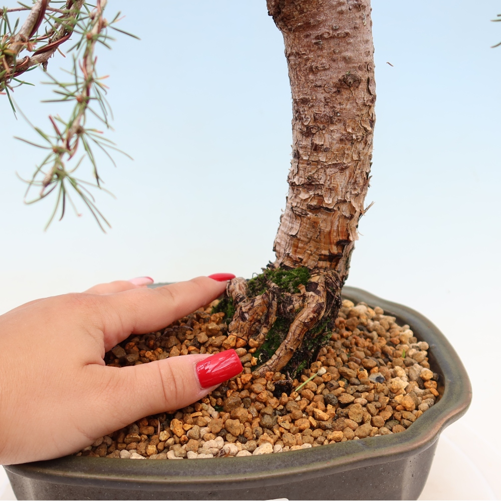 Venkovní bonsai -Larix decidua - Modřín opadavý 