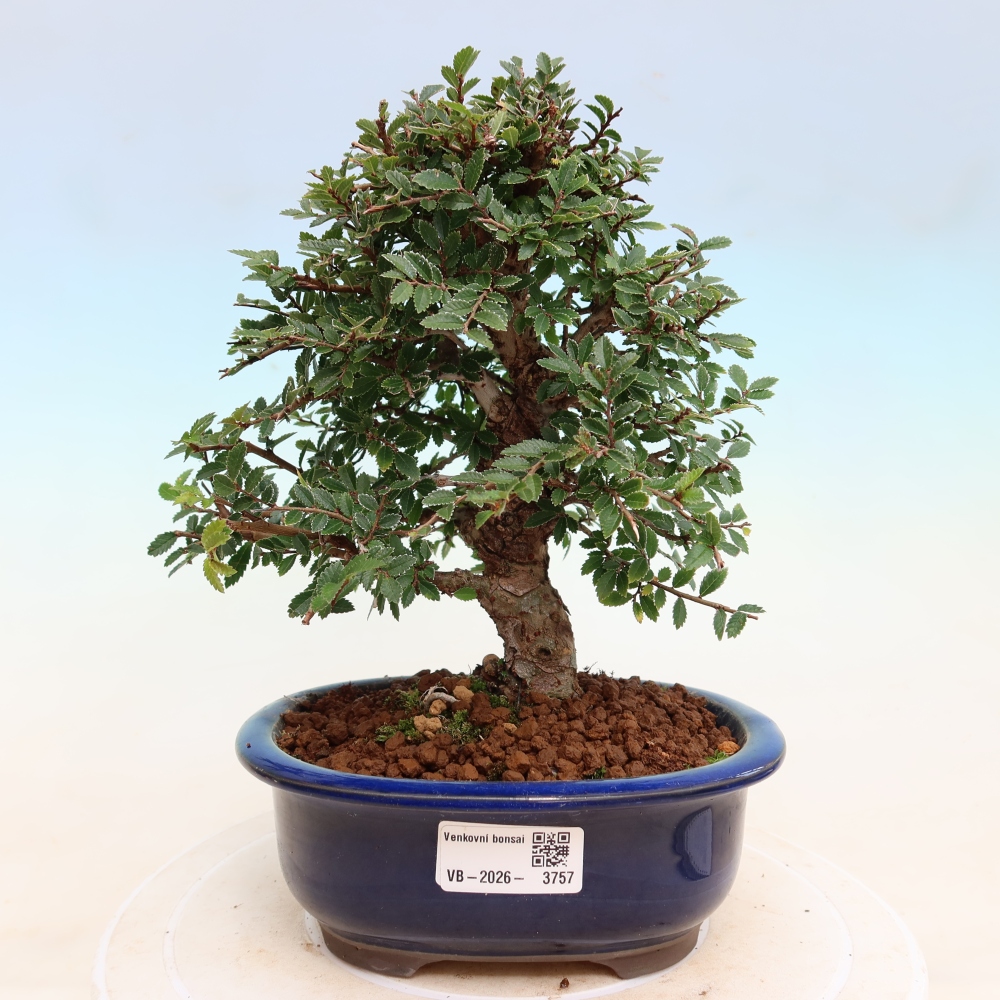 Venkovní bonsai - Zelkova - Zelkova NIRE