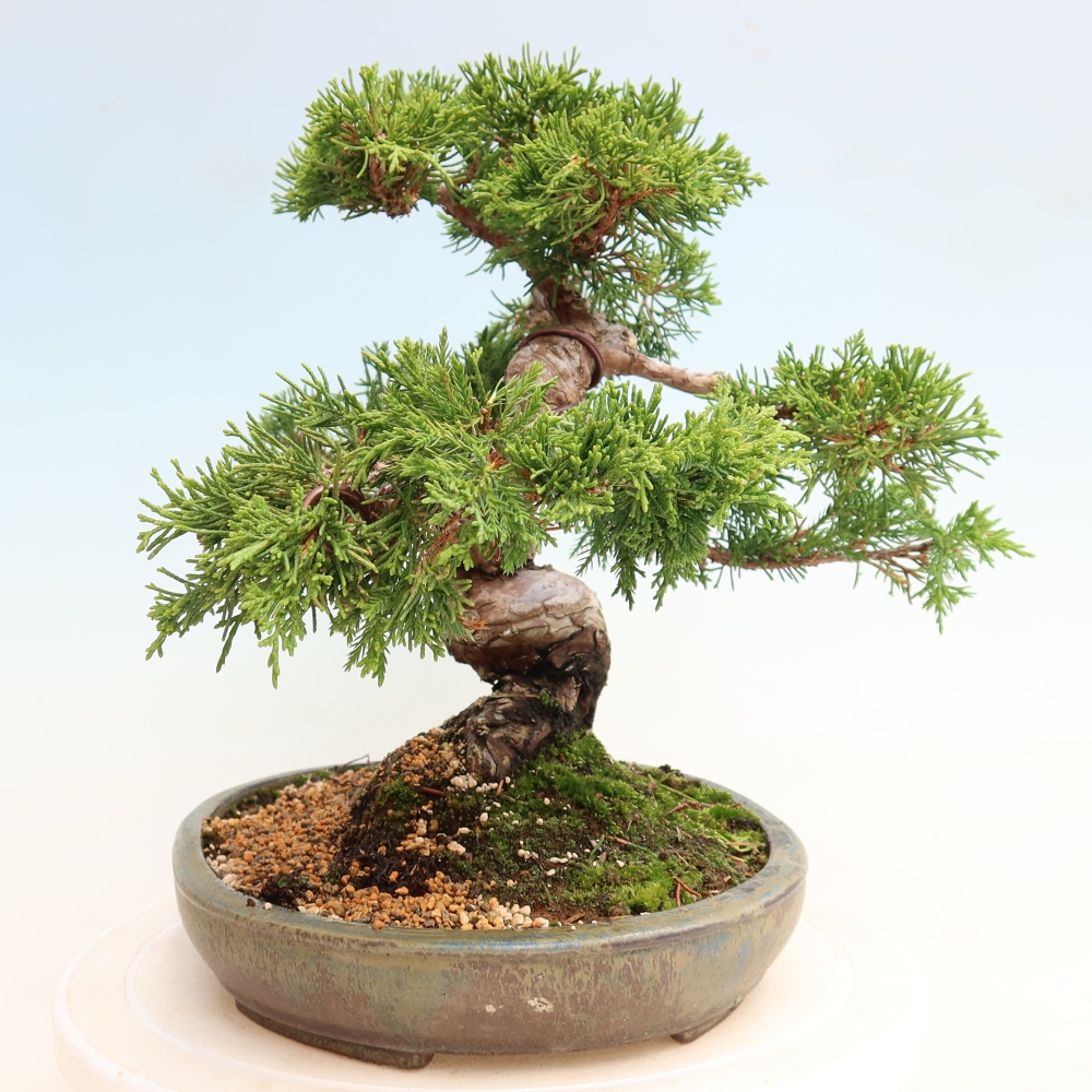 Venkovní bonsai - Juniperus chinensis Itoigawa-Jalovec čínský