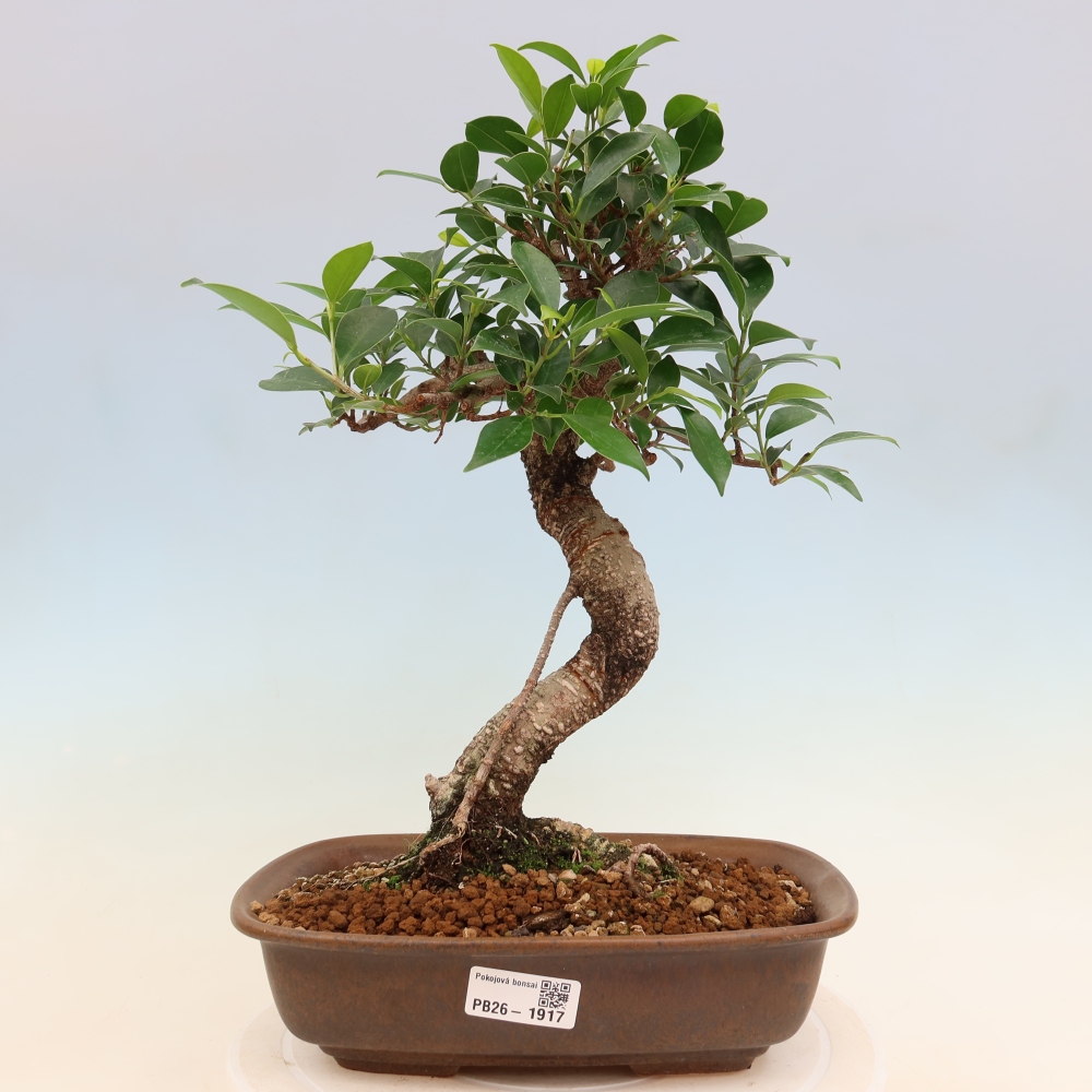 Pokojová bonsai - Ficus kimmen -  malolistý fíkus