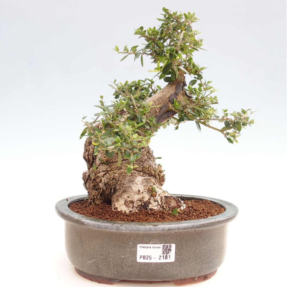 Pokojová bonsai - Olea europaea sylvestris -Oliva evropská drobnolistá