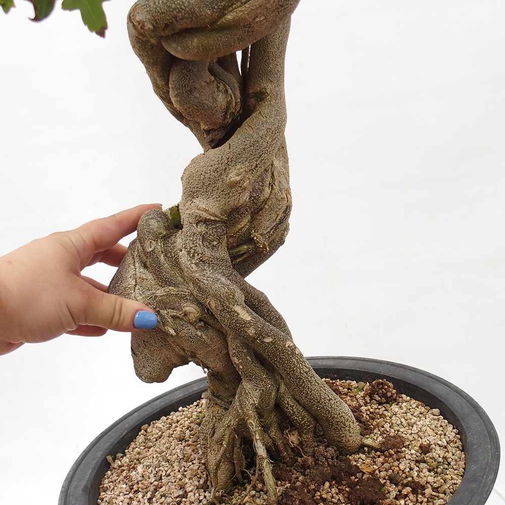Venkovní bonsai - Acer Buergerianum - Javor Burgerův