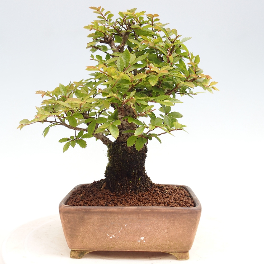 Venkovní bonsai - Zelkova - Zelkova NIRE