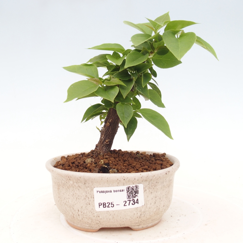 Pokojová bonsai - Bouganwilea