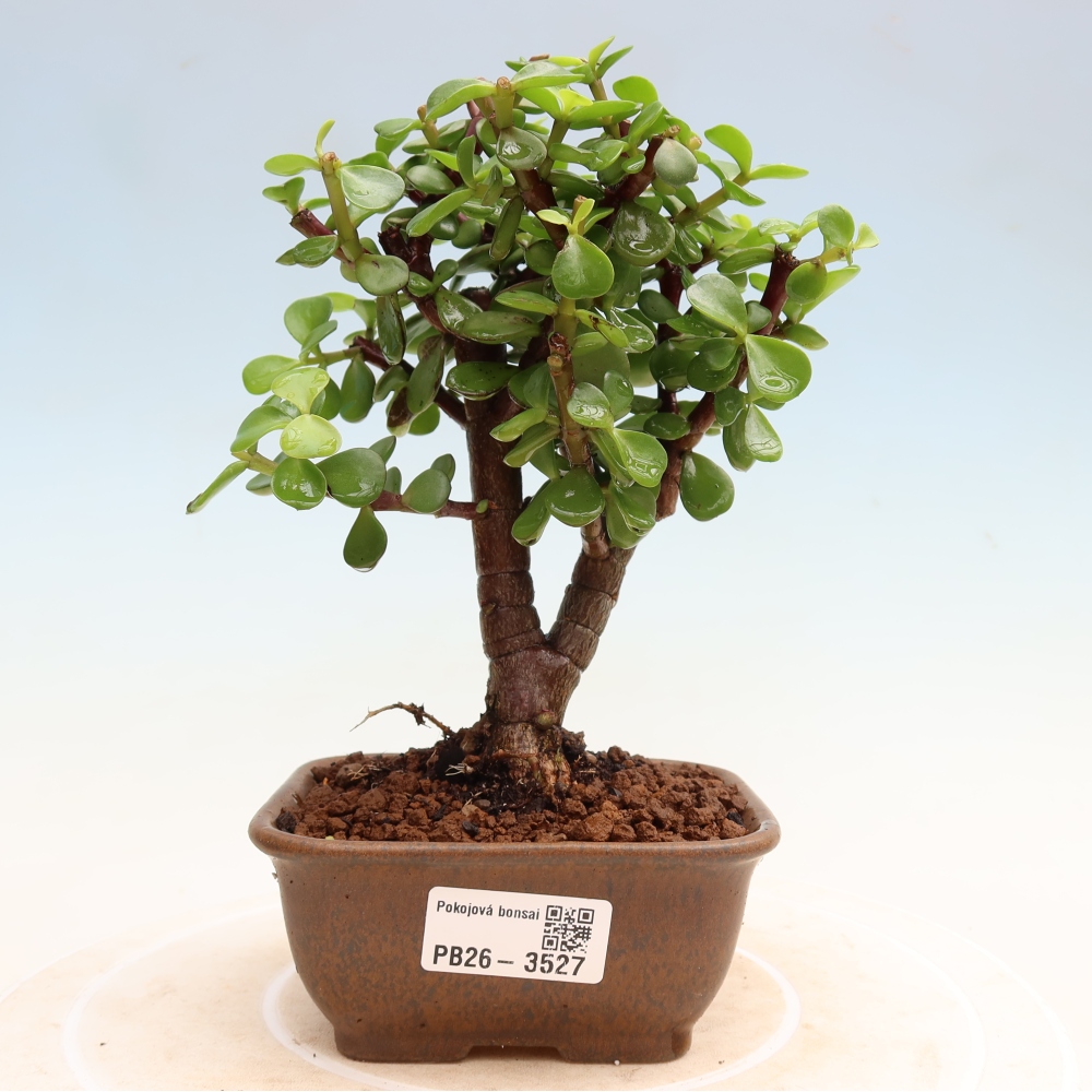 Pokojová bonsai - Portulakaria Afra - Tlustice