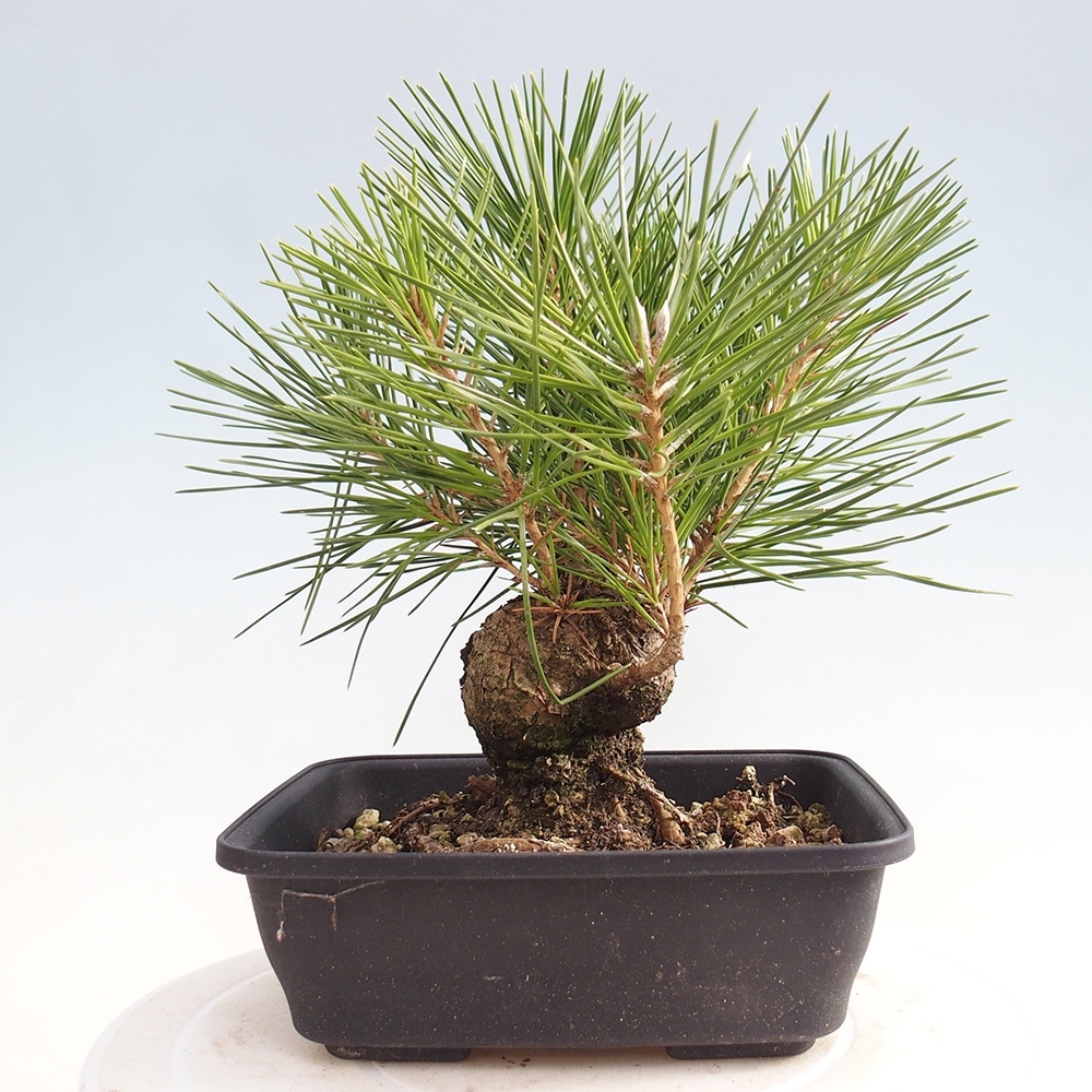 Venkovní bonsai - Pinus thunbergii - Borovice thunbergova