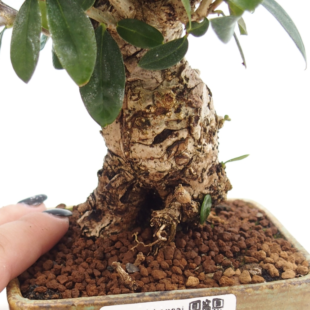 Pokojová bonsai - Olea europaea sylvestris -Oliva evropská drobnolistá