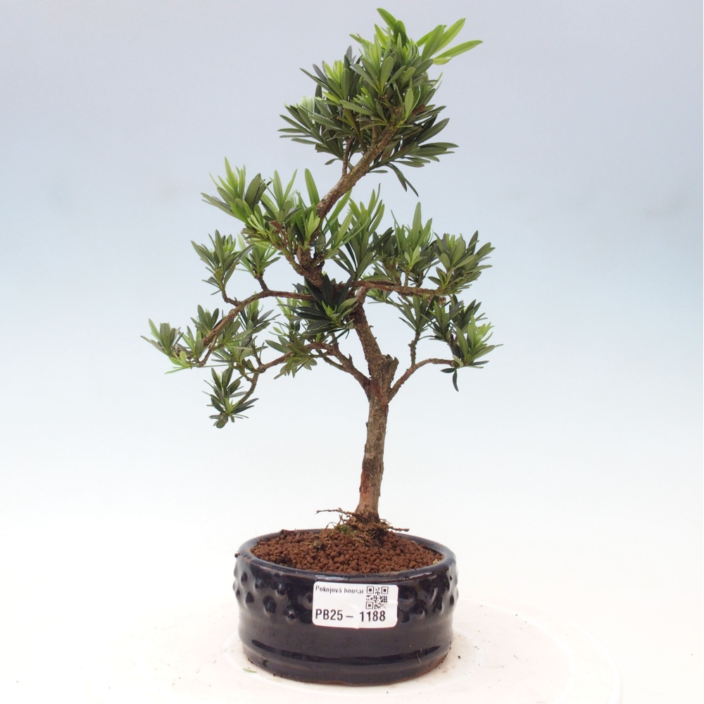 Pokojová bonsai - Podocarpus - Kamenný tis