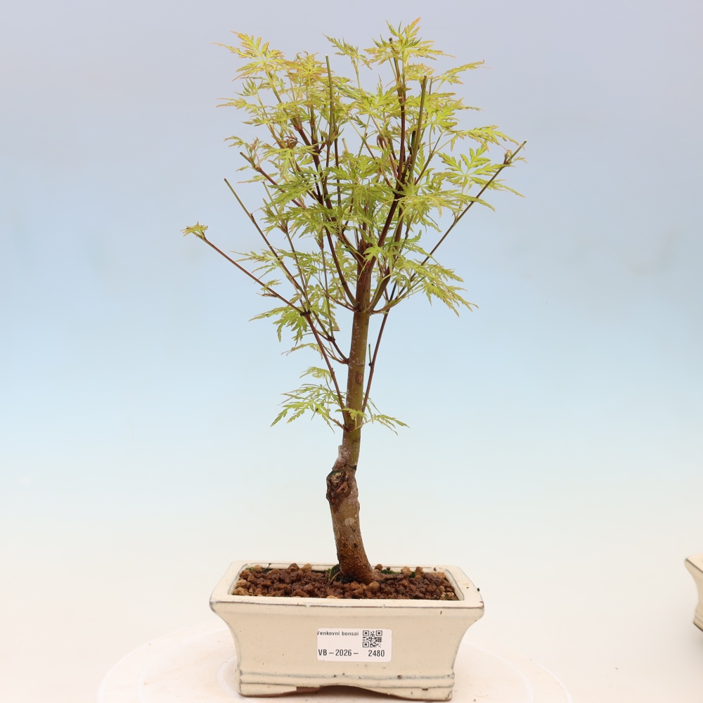 Venkovní bonsai - Acer palmatum Dissectum - Javor dlanitolistý 