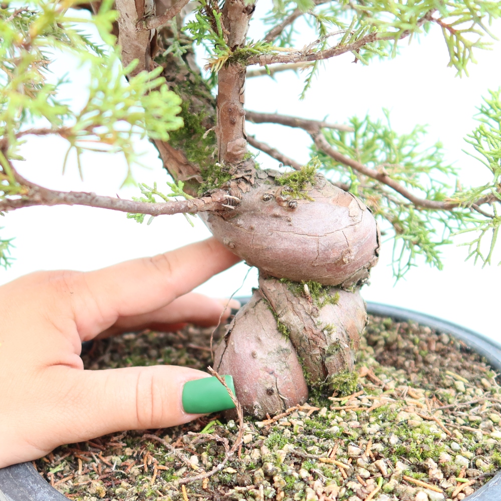 Venkovní bonsai - Juniperus chinensis Itoigawa-Jalovec čínský