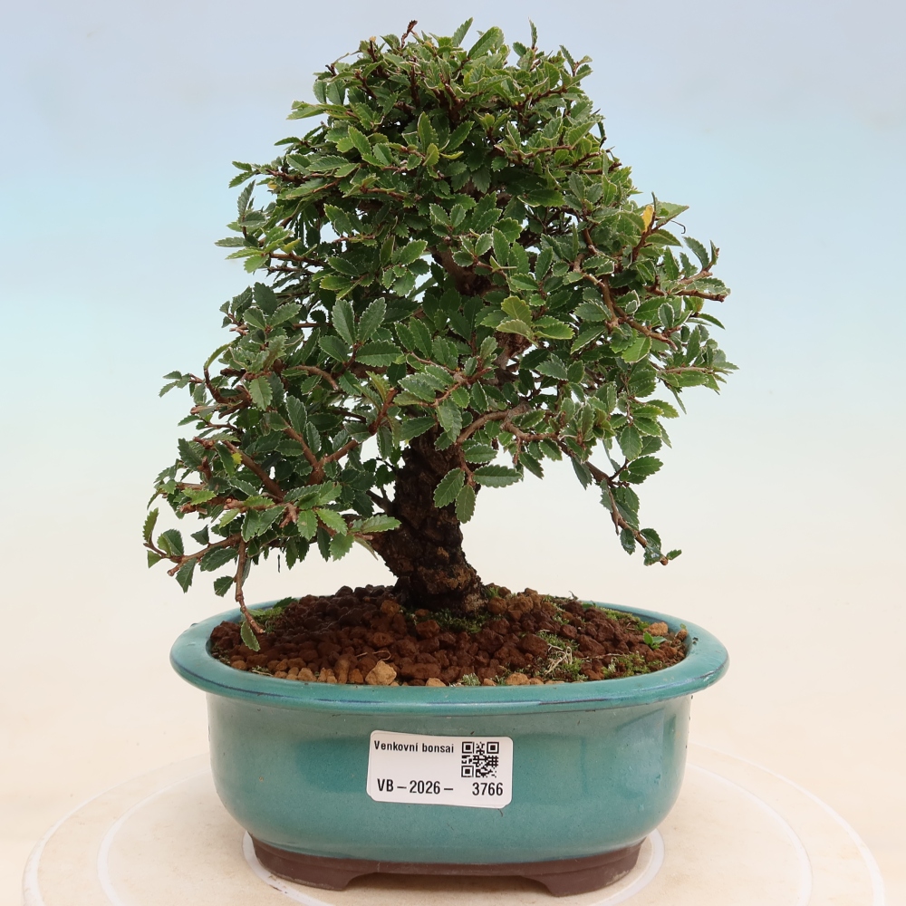 Venkovní bonsai - Zelkova - Zelkova NIRE