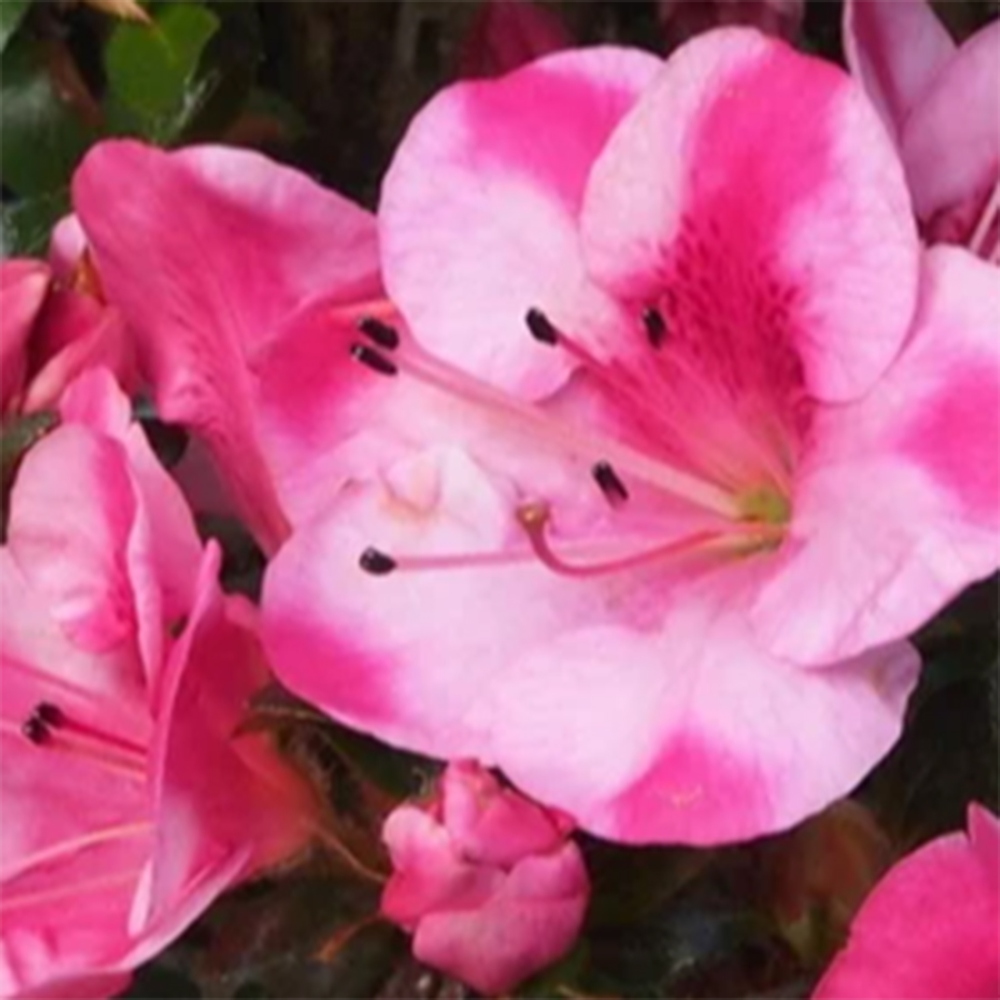 Venkovní bonsai - Japonská azalka - Azalea Kobai