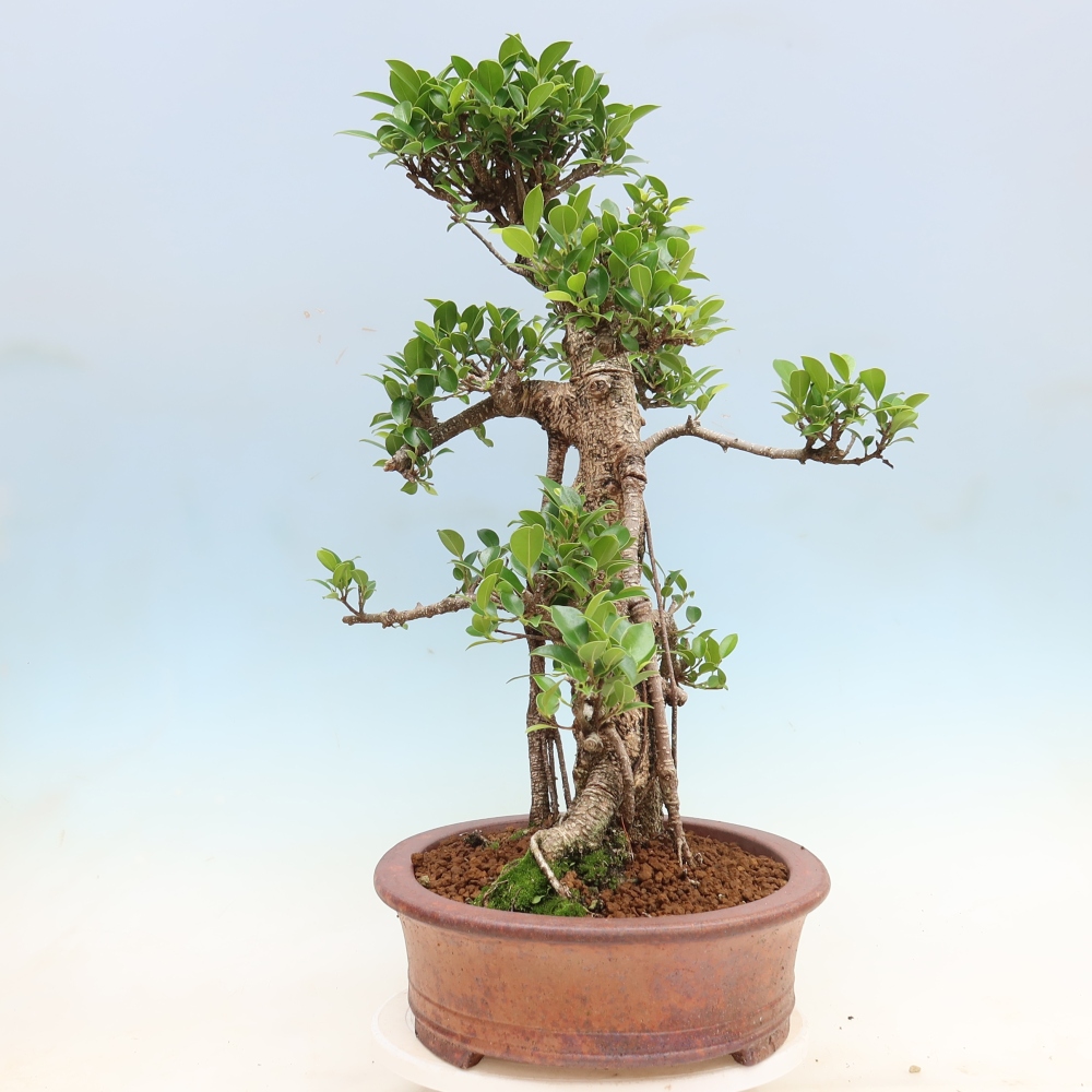 Pokojová bonsai - Ficus kimmen -  malolistý fíkus