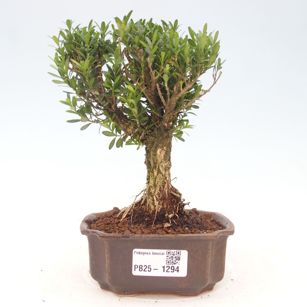 Pokojová bonsai - Buxus harlandii - korkový buxus