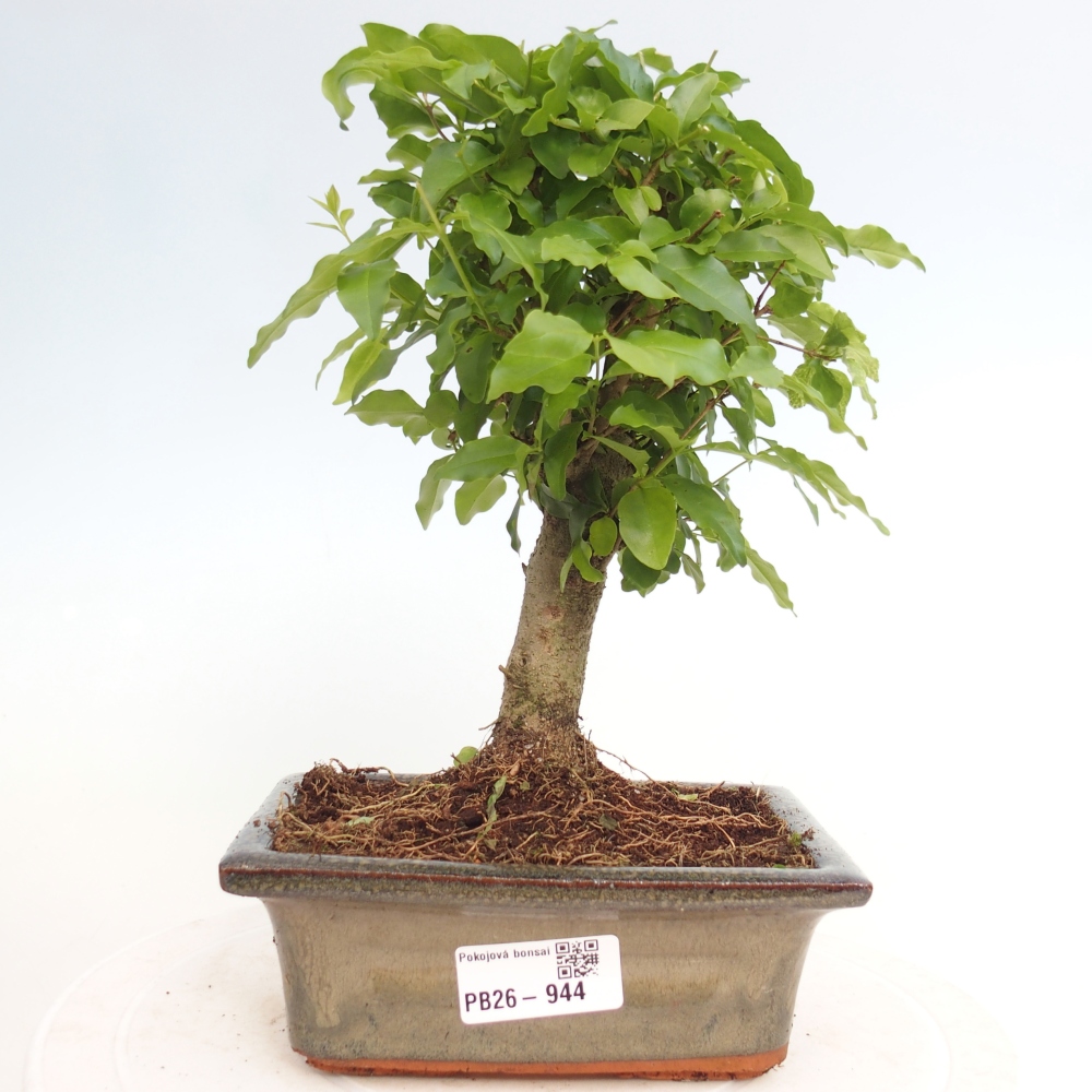 Pokojová bonsai -Ligustrum chinensis - Ptačí zob