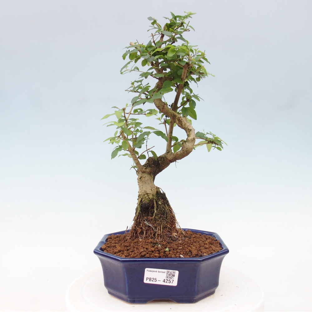Pokojová bonsai -Ligustrum chinensis - Ptačí zob