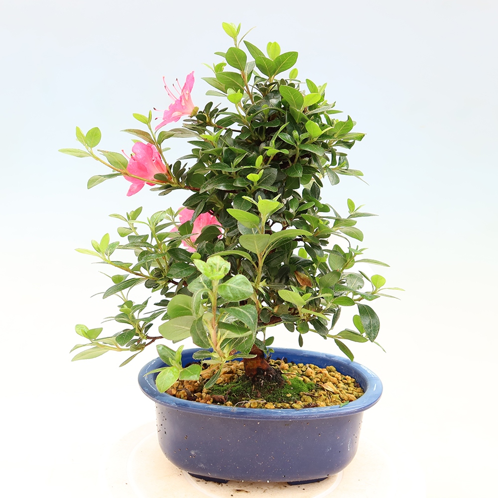 Venkovní bonsai - Japonská azalka - Azalea Kobai