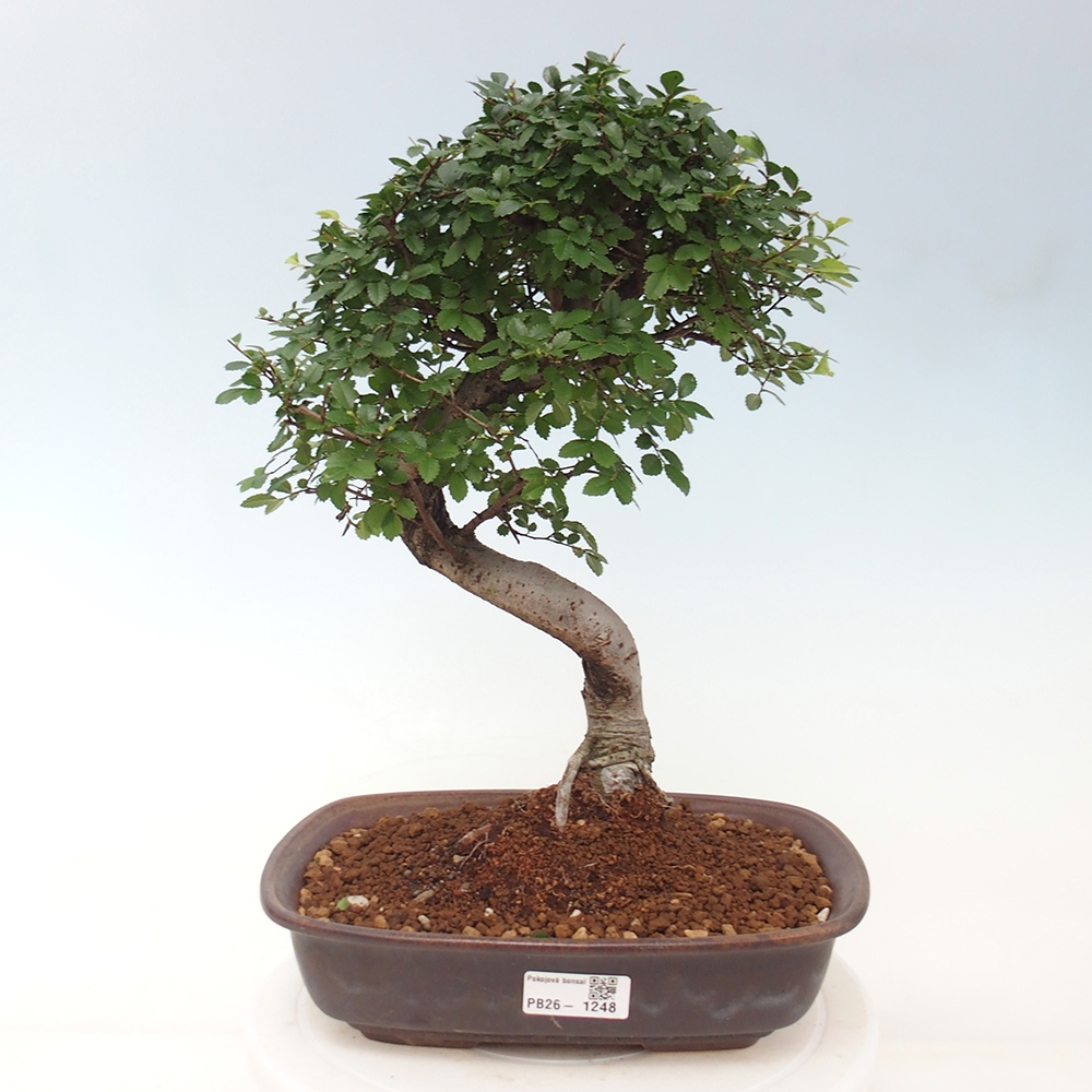 Pokojová bonsai - Ulmus parvifolia - Malolistý jilm