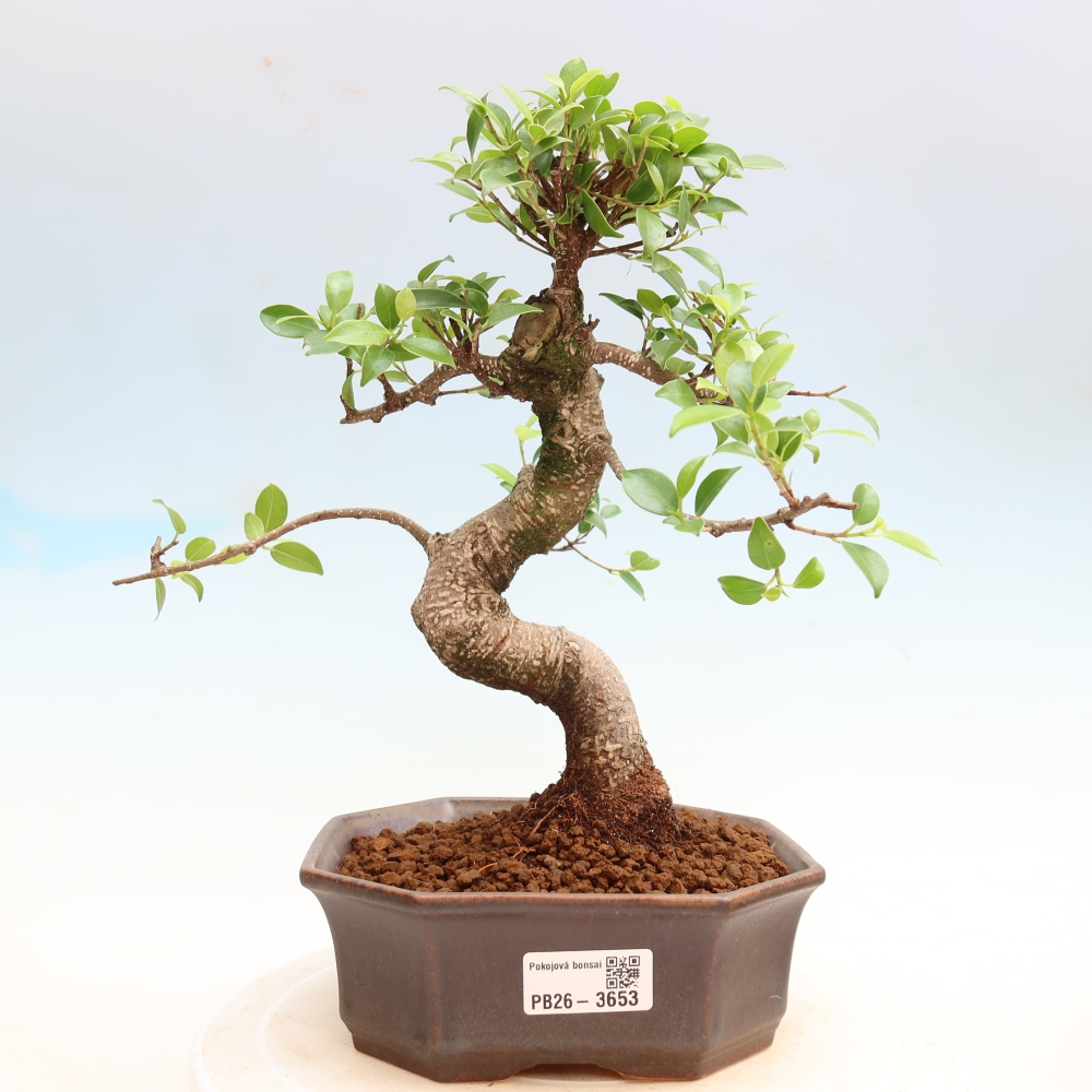 Pokojová bonsai - Ficus kimmen -  malolistý fíkus