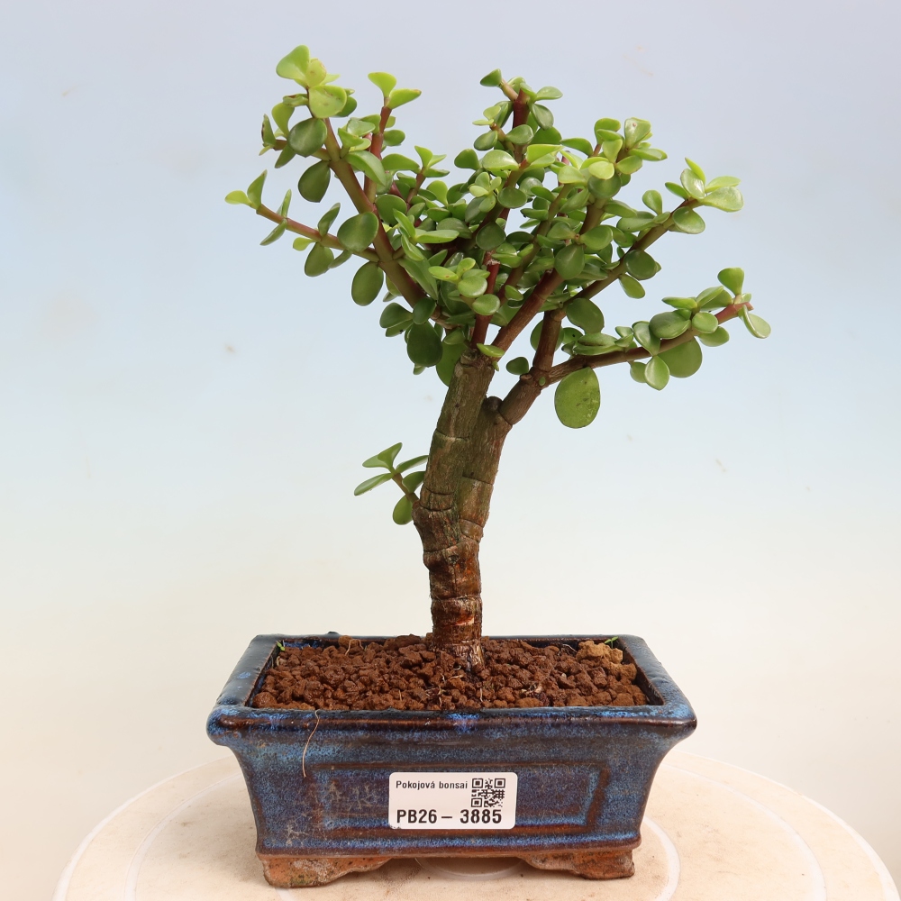 Pokojová bonsai - Portulakaria Afra - Tlustice