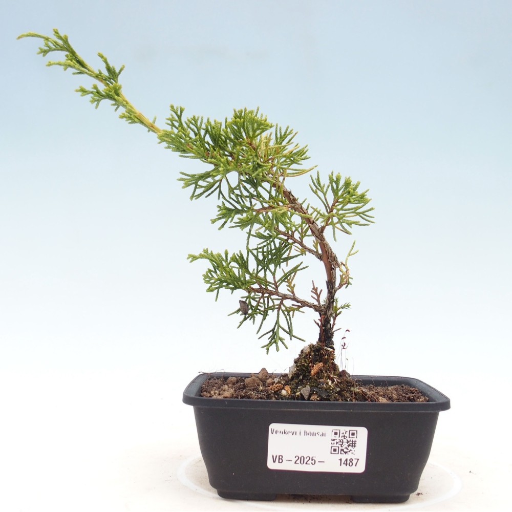 Venkovní bonsai - Juniperus chinensis Itoigawa -Jalovec čínský