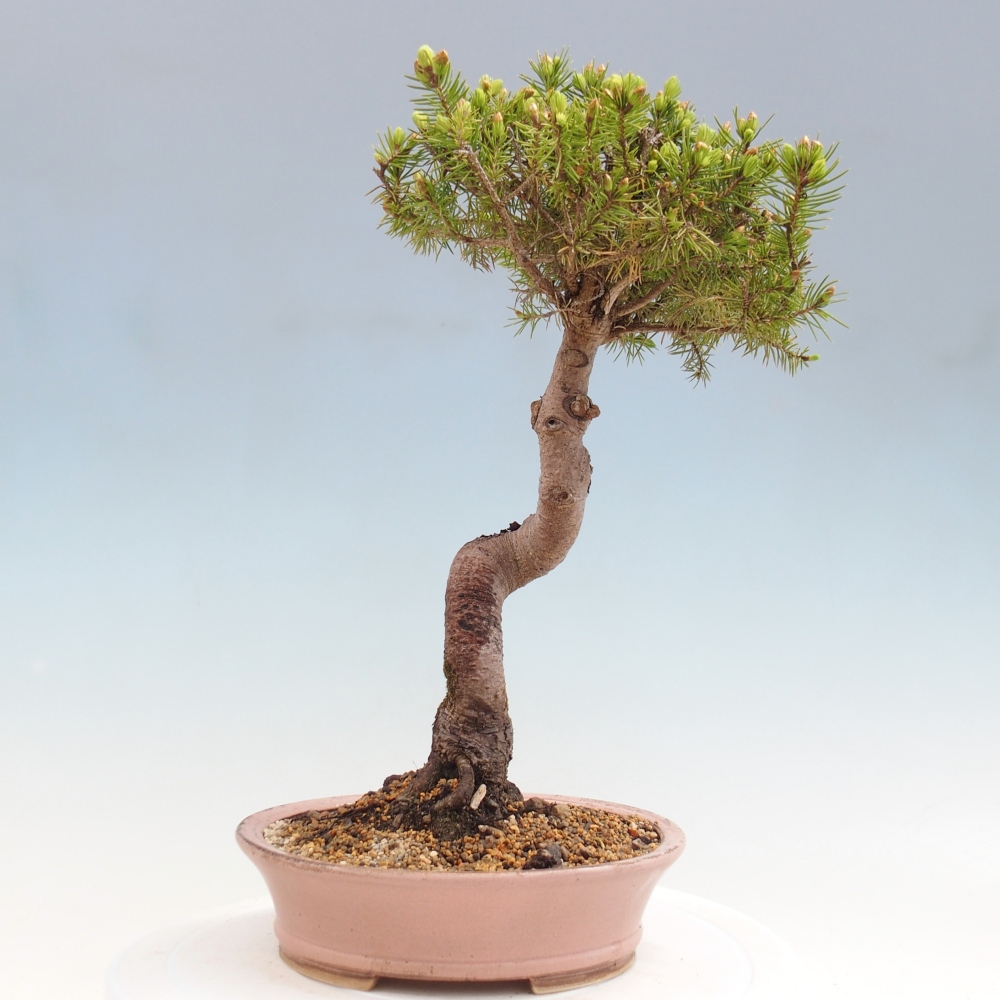 Venkovní bonsai- Smrk kulovitý - Picea glauca globe