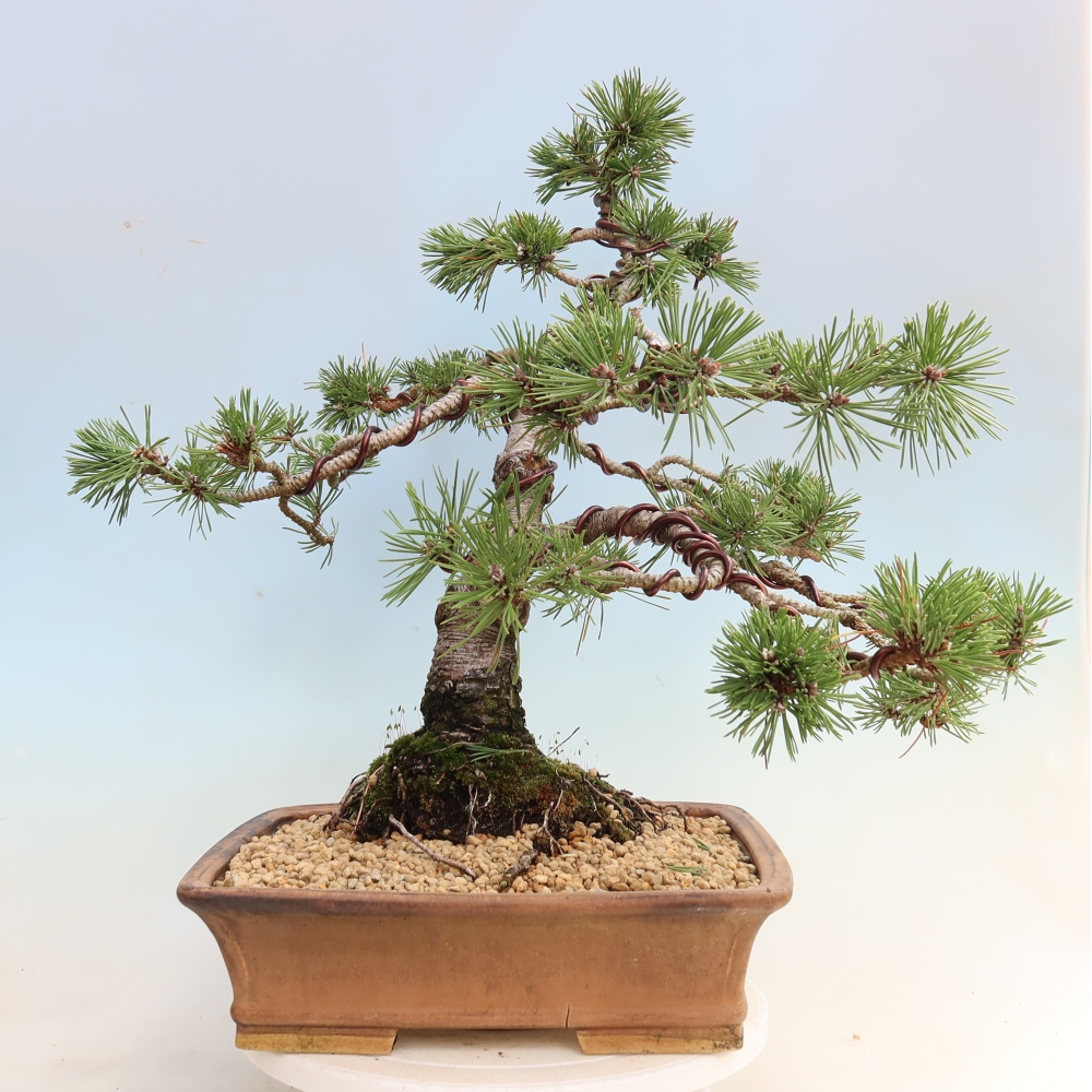 Venkovní bonsai - Pinus mugo Humpy  - Borovice kleč