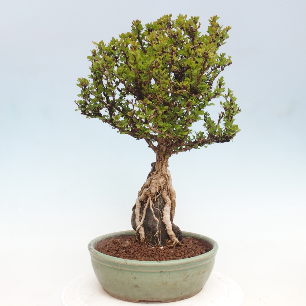 Venkovní bonsai - Berberis coreana - Dřištál korejský