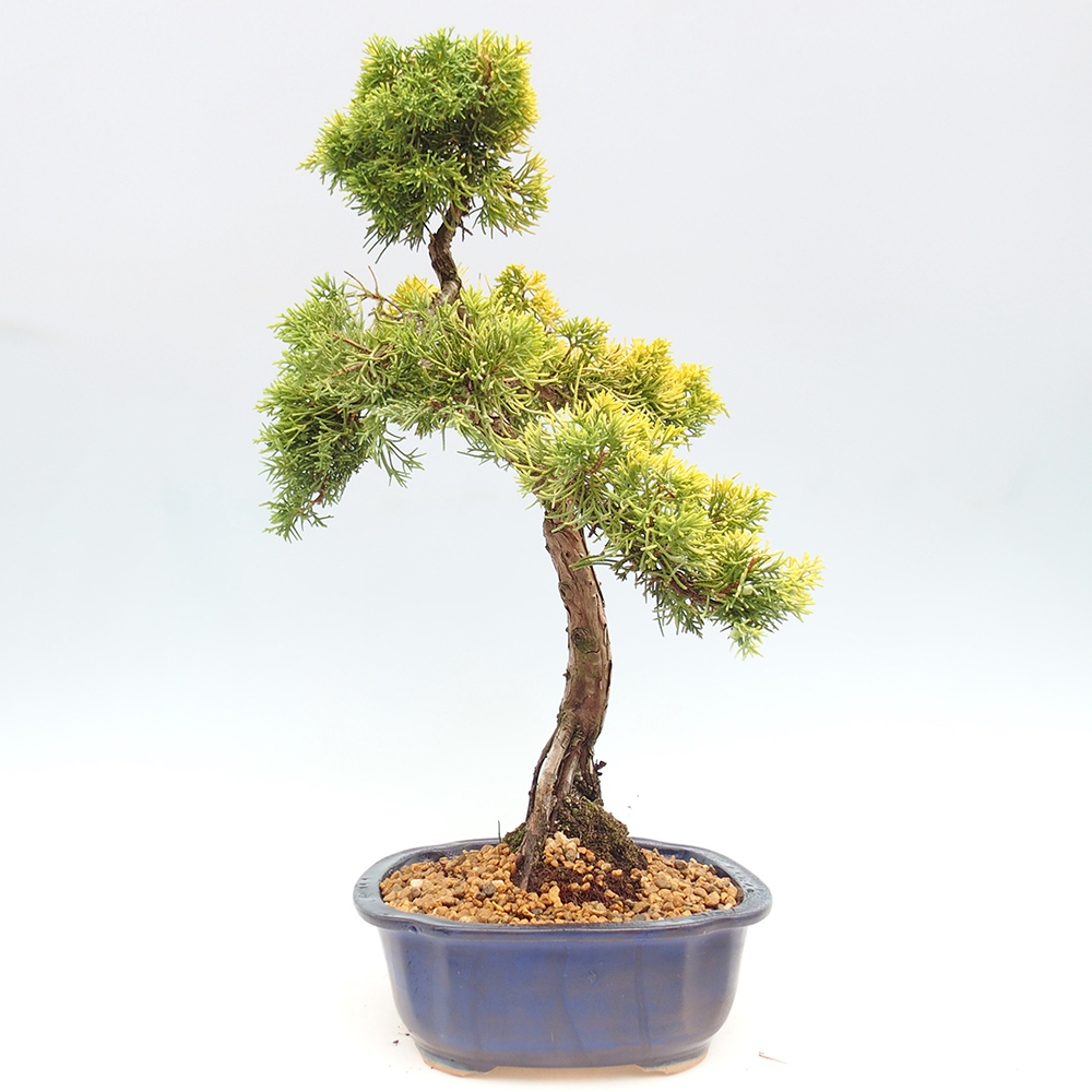 Venkovní bonsai - Juniperus chinensis plumosa aurea - Jalovec čínský zlatý