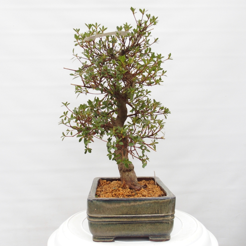 Venkovní bonsai - Japonská azalka - Azalea Rin