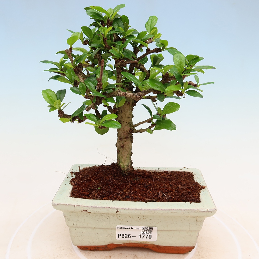 Pokojová bonsai - Carmona macrophylla - Čaj fuki