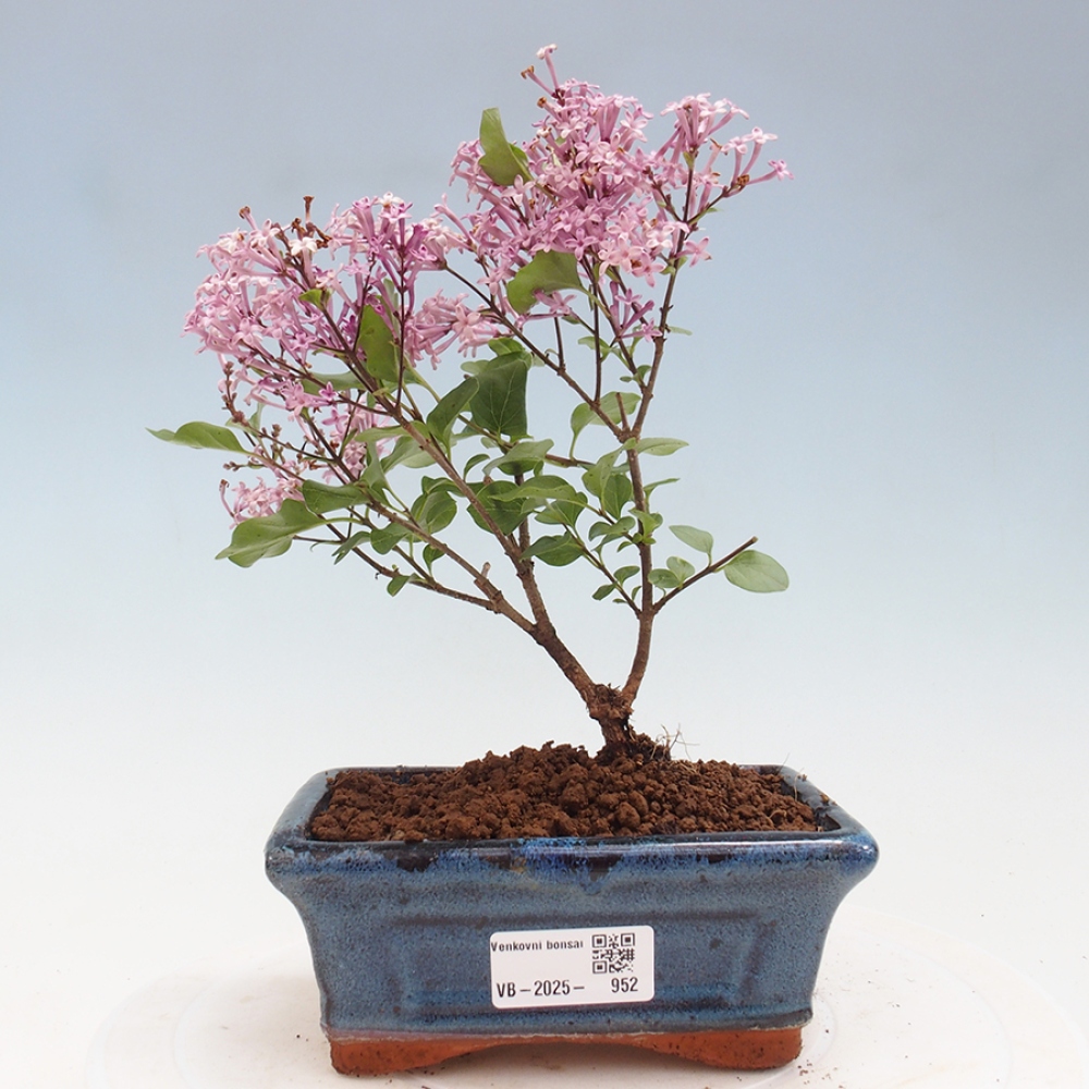 Venkovní bonsai - Syringa Meyeri Palibin - Šeřík Meyerův