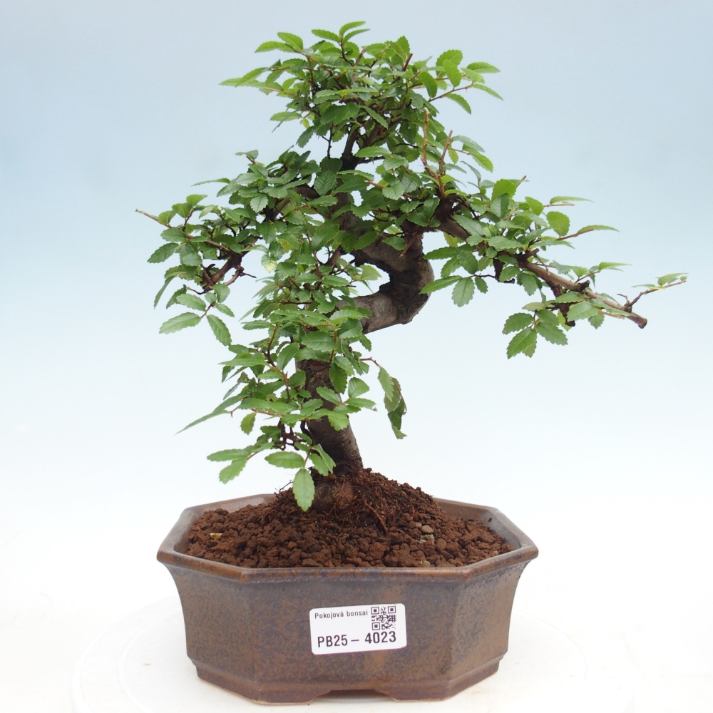 Pokojová bonsai - Ulmus parvifolia - Malolistý jilm