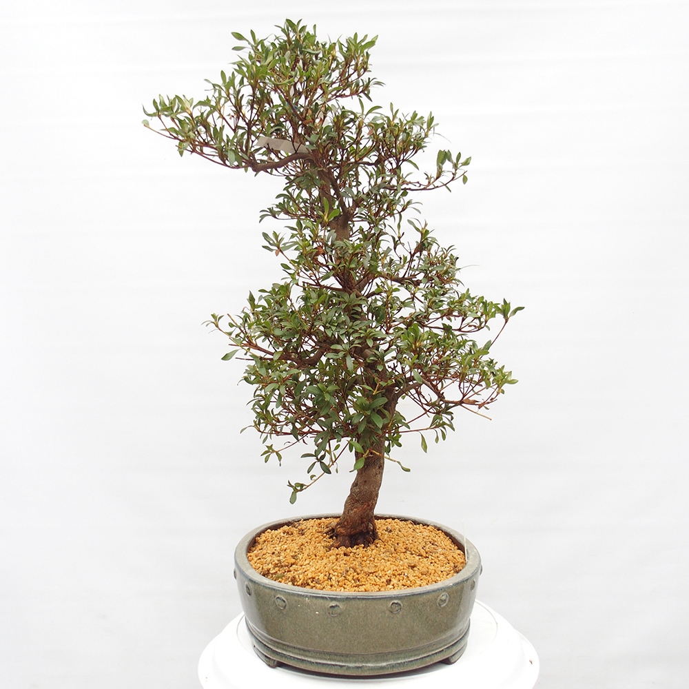 Venkovní bonsai - Japonská azalka - Azalea Chihiro
