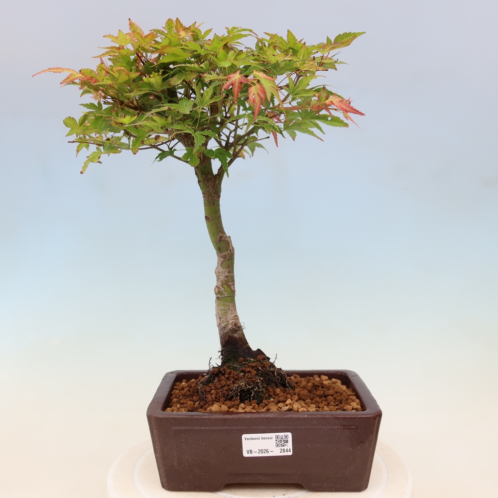 Javor dlanitolistý - Acer palmatum Beni Tsukasa