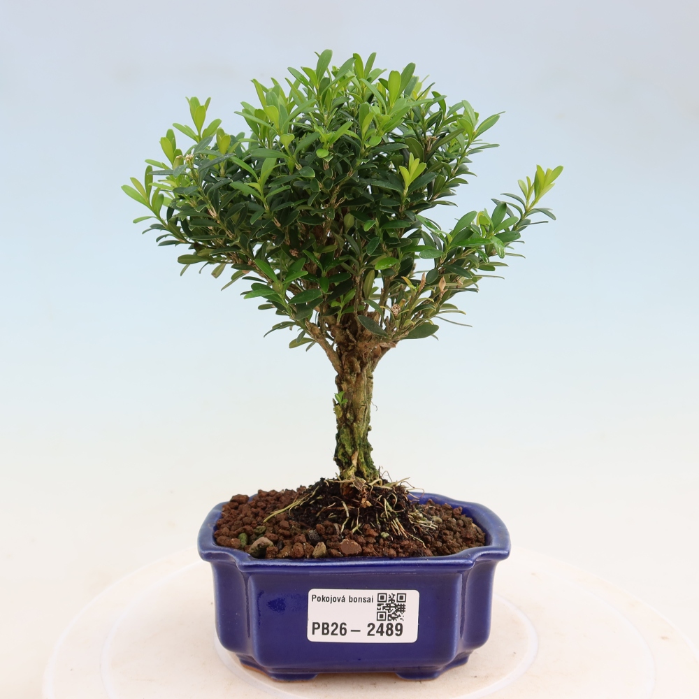 Pokojová bonsai - Buxus harlandii -korkový buxus