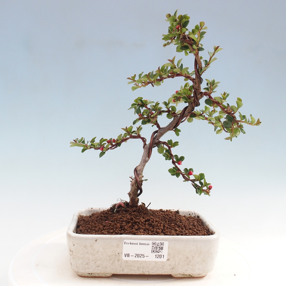 Venkovní bonsai-Cotoneaster horizontalis - Skalník
