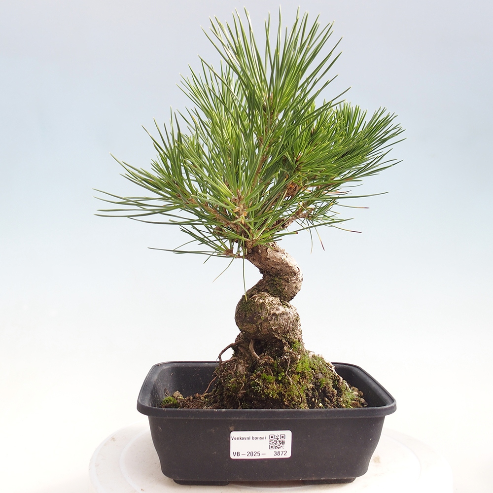 Venkovní bonsai - Pinus thunbergii - Borovice thunbergova