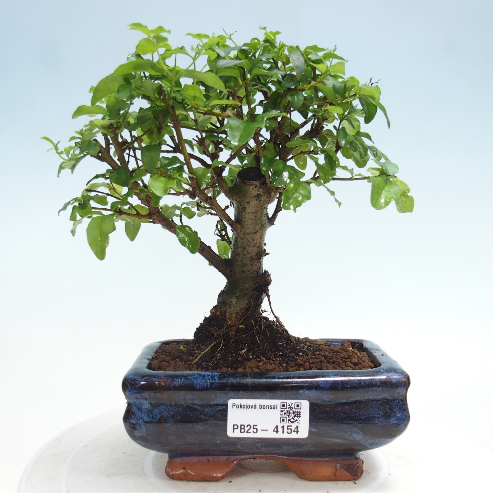 Pokojová bonsai -Ligustrum chinensis - Ptačí zob