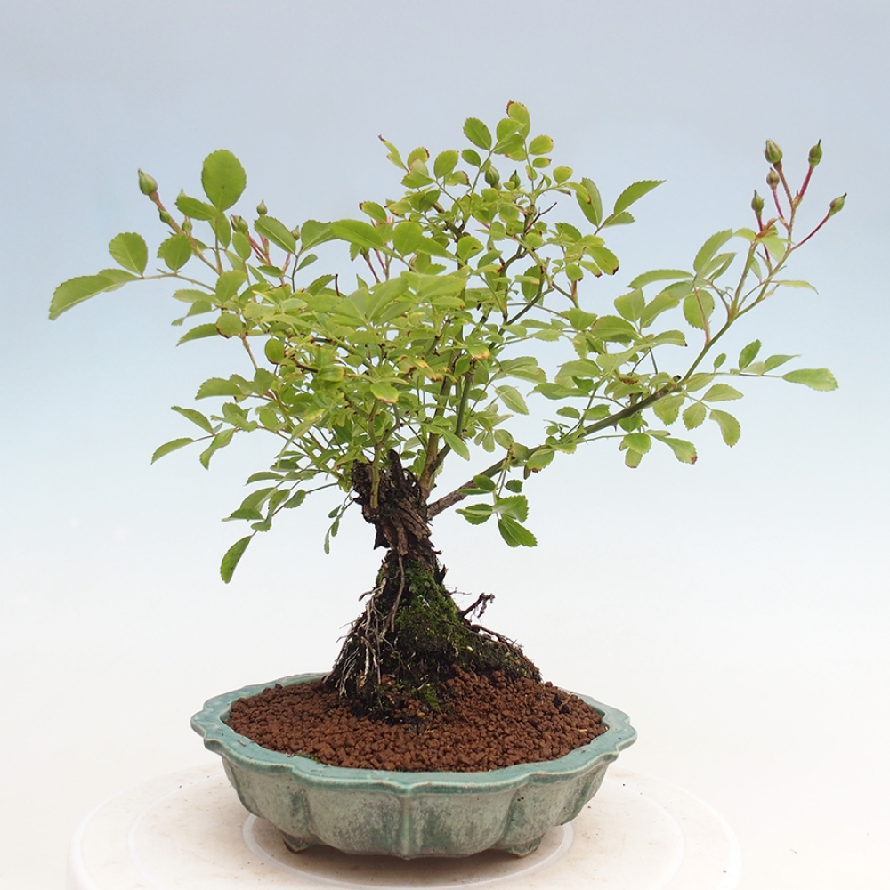Venkovní bonsai - Rosa Kordes -  růže