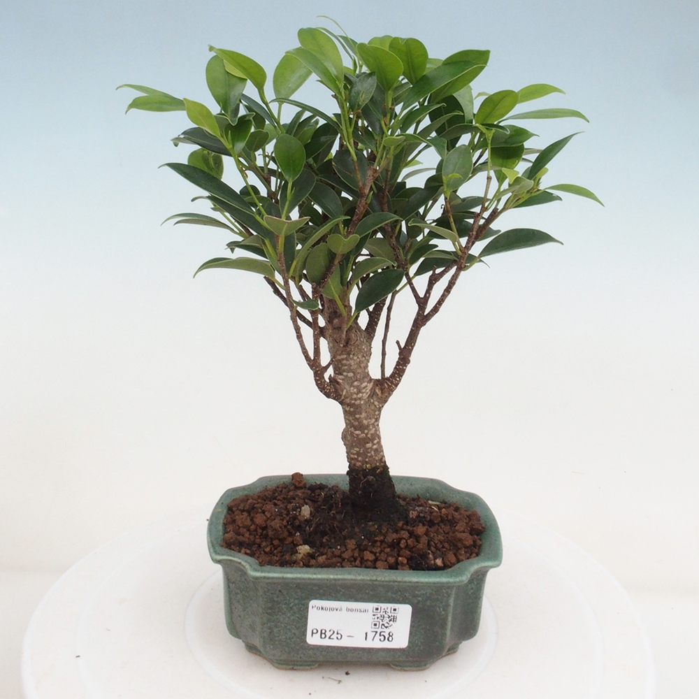 Pokojová bonsai Ficus retusa kimmen