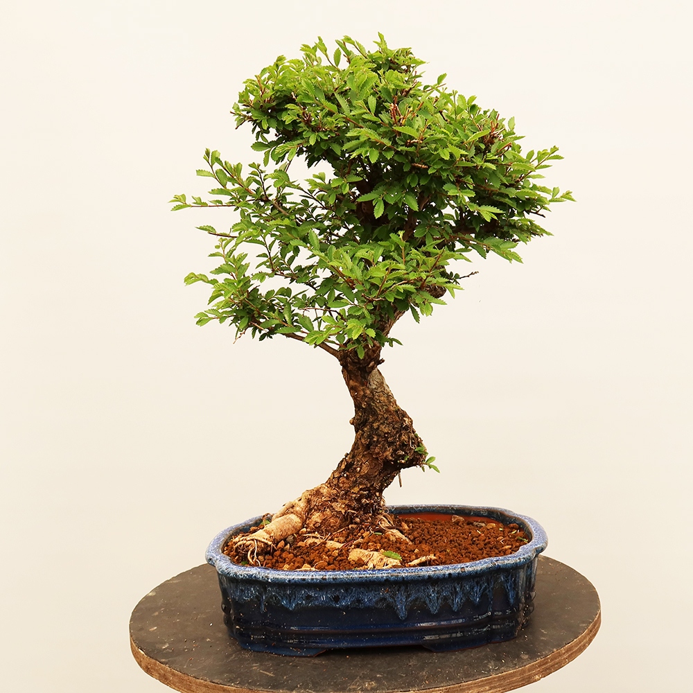 Venkovní bonsai - Zelkova - Zelkova NIRE
