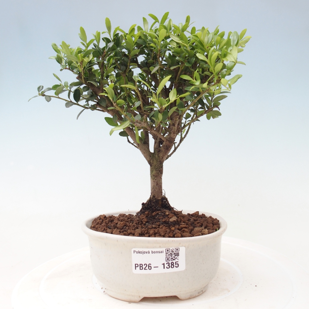 Pokojová bonsai - Ilex crenata - Cesmína